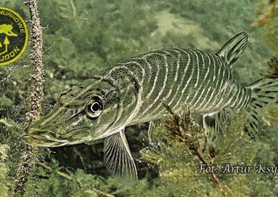 Nurkowanie w Pile - szczupak